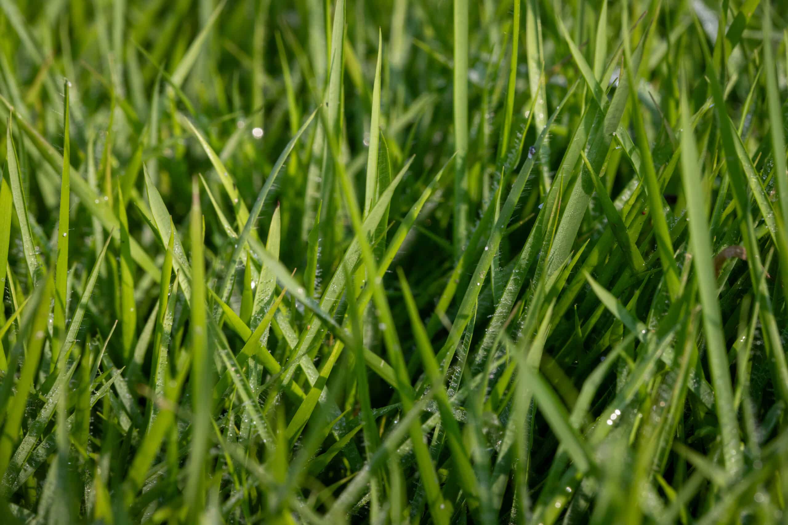 Dettaglio macro delle lame del tappeto erboso Paradello