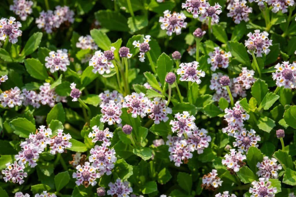 Varietà di tappeto erboso Lippia Roll coltivata da Paradello