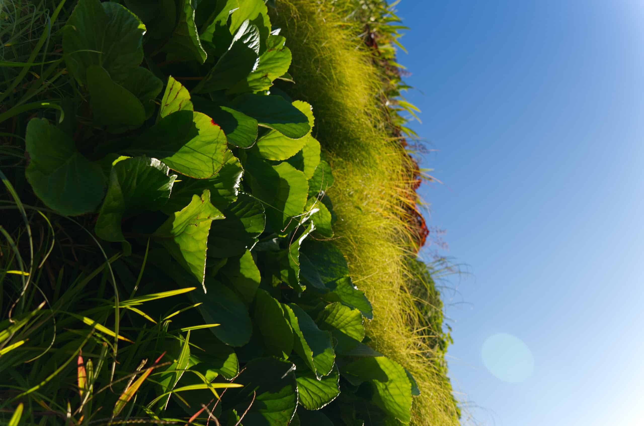 Dettaglio della copertura vegetale del progetto Terre Verticali Paradello