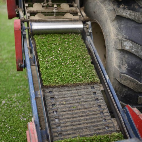 Raccolta meccanica di zolle della varietà Sedum Italicum, produzione Paradello
