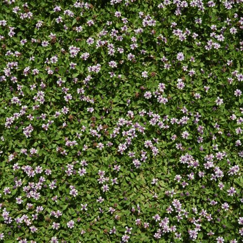 Varietà di tappeto erboso Lippia Roll coltivata da Paradello