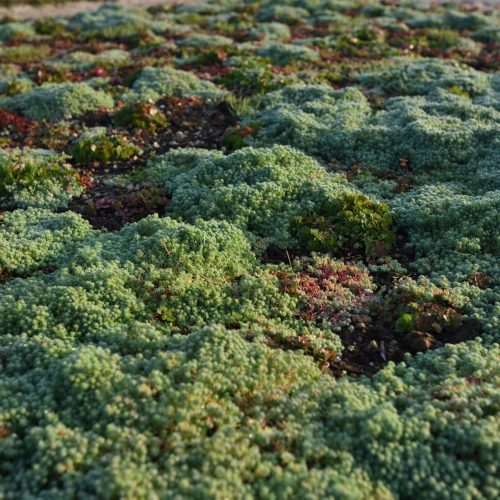 Dettaglio della varietà Sedum Italicum Paradello