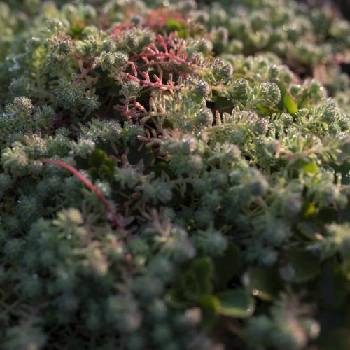 Coltivazione della varietà Sedum Italicum Paradello