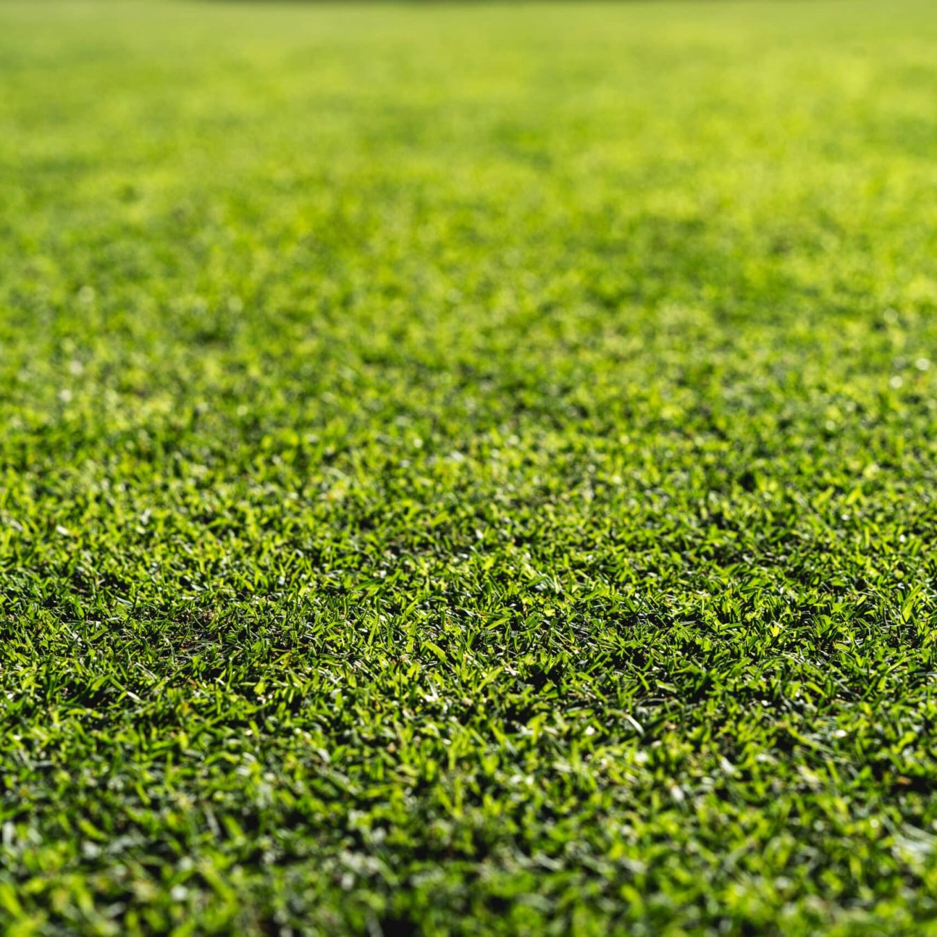 Dettaglio macro del tappeto erboso di un campo da golf curato da Paradello