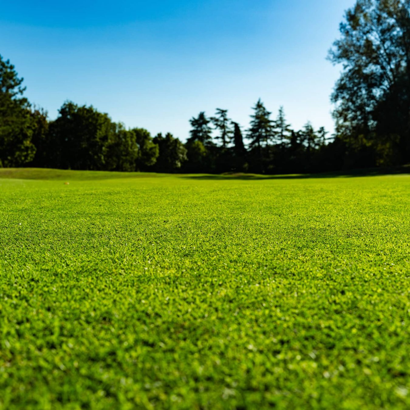 Conversione del fairway alla varietà Bermuda Grass NorthBridge a cura di Paradello