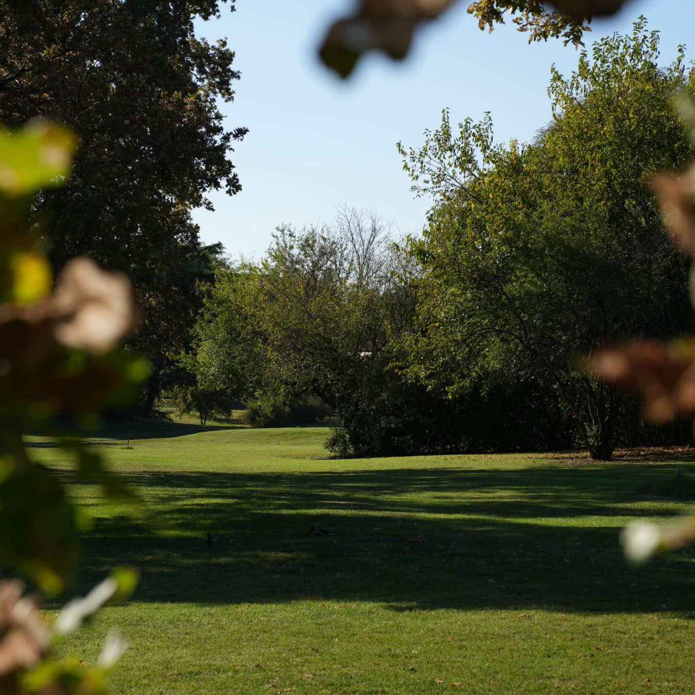 Fairway convertito alla varietà Bermuda Grass NorthBridge, progetto Paradello