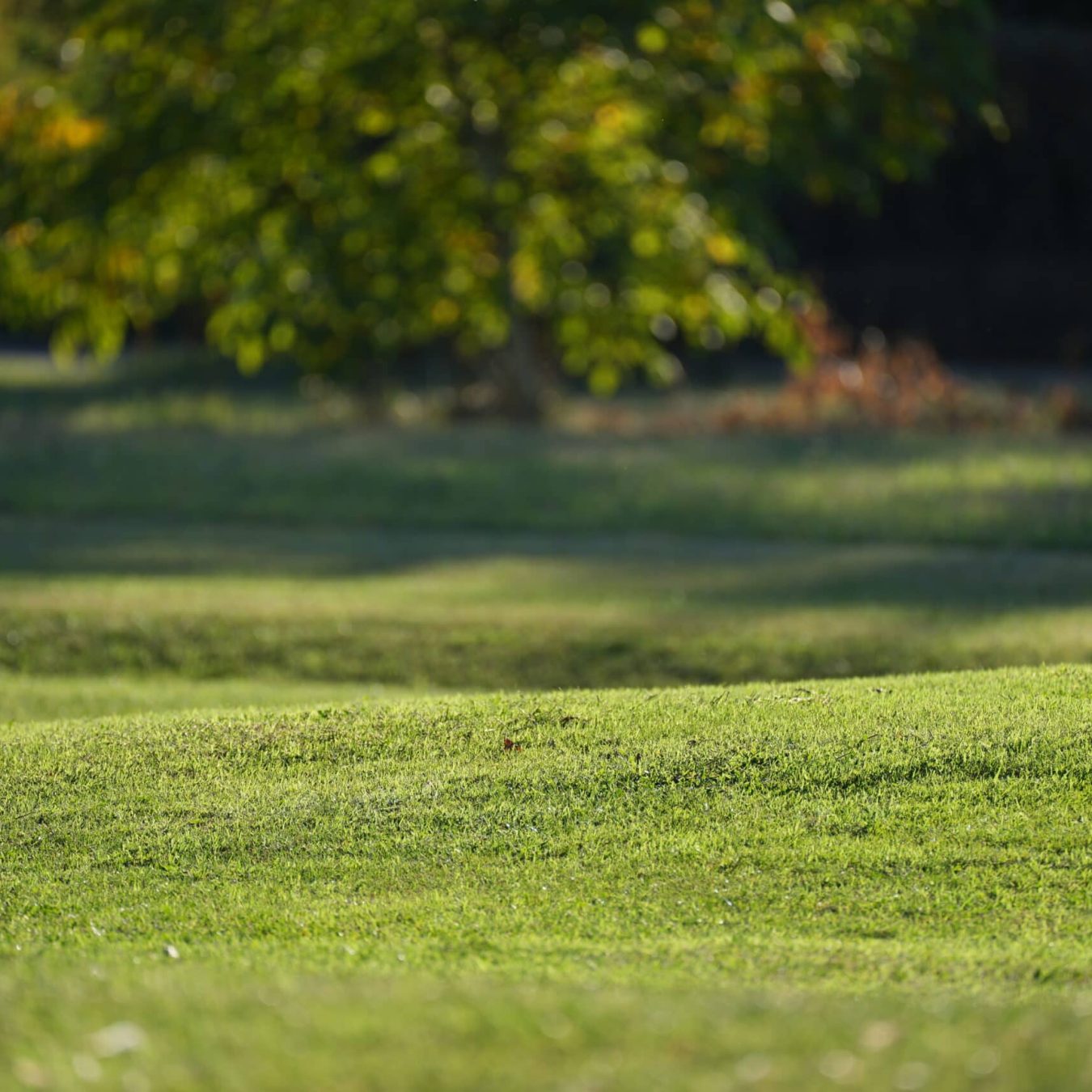 Dettaglio del green di un campo da golf curato da Paradello