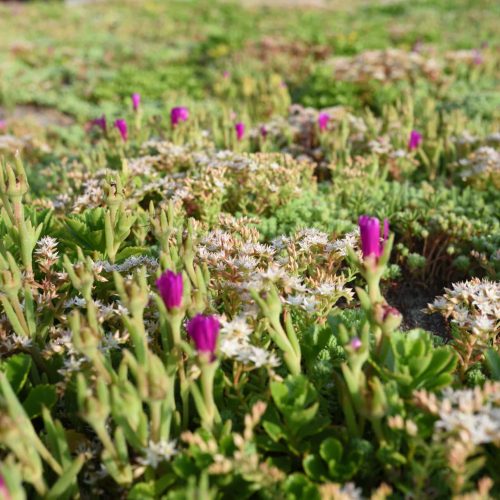 Fioritura della varietà Sedum Italicum coltivata da Paradello