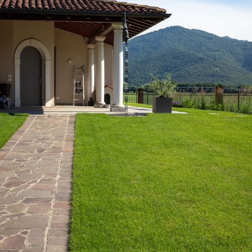 Coltivazione della varietà Innovation Zoysia Grass Paradello