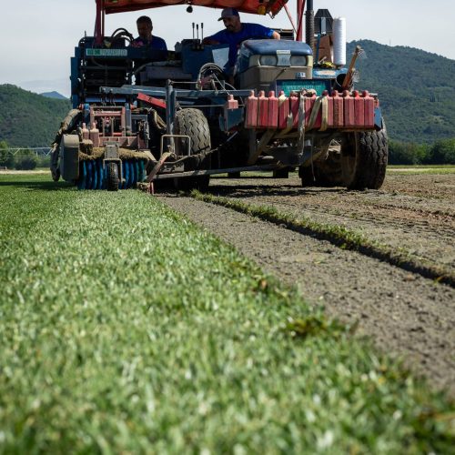 Macchina rizollatrice al lavoro nel vivaio di tappeti erbosi Paradello