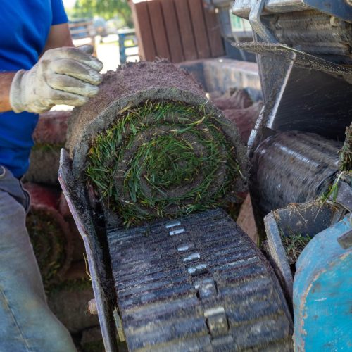 Raccolta meccanica delle zolle di tappeto erboso presso il vivaio Paradello