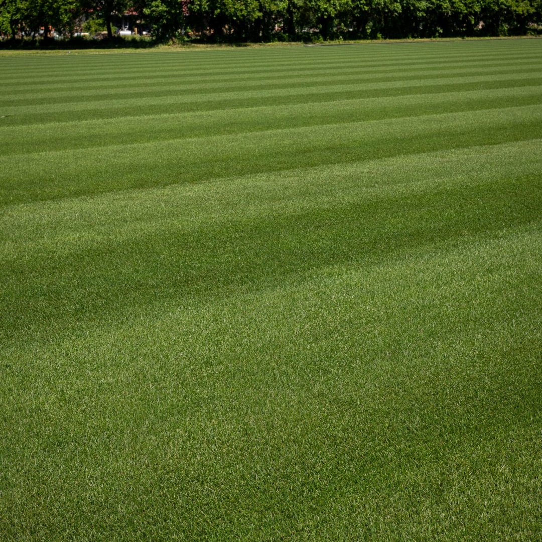 Campo in erba naturale rifinito a righe, produzione Paradello