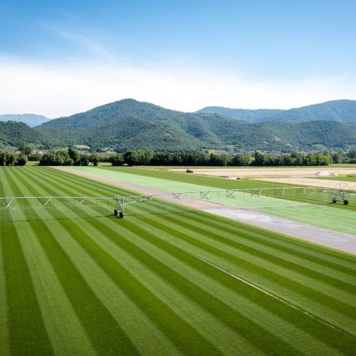 Vista aerea drone della varietà Hatko hybridgrass coltivata da Paradello