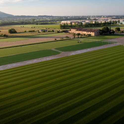 Coltivazione della varietà Hatko hybridgrass Paradello vista dall'alto