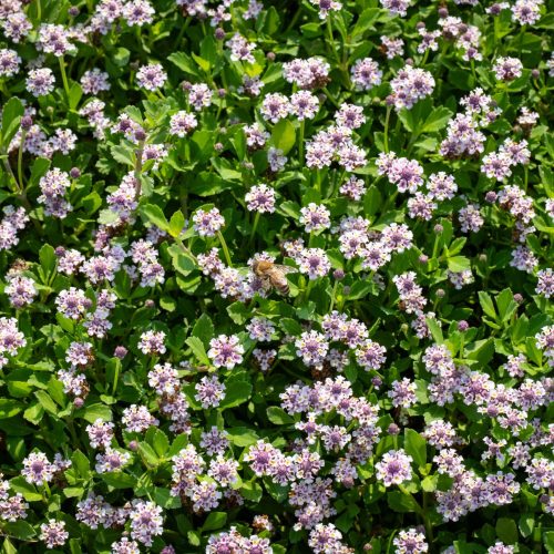 Dettaglio della varietà Lippia Roll Paradello