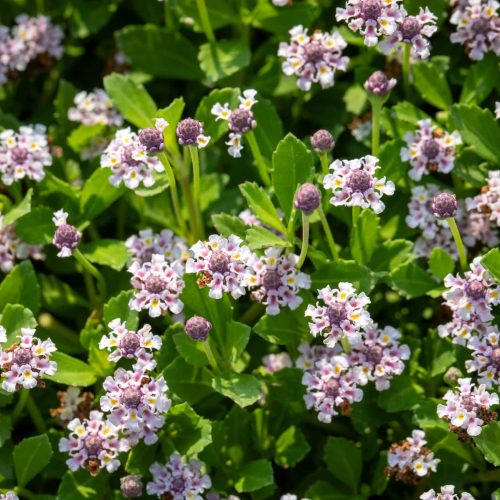 Varietà di tappeto erboso Lippia Roll coltivata da Paradello
