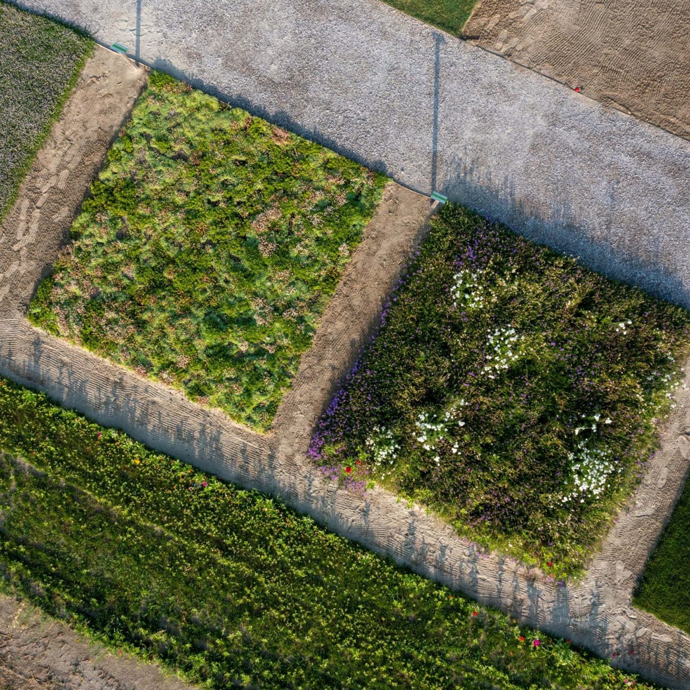 Centro Ricerca Paradello: test agronomici su varietà di prato