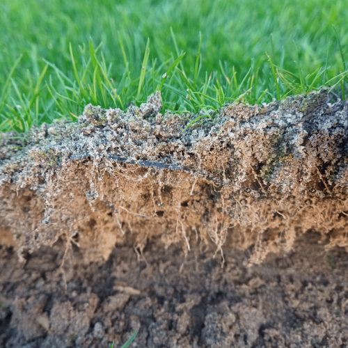 Sistema radicale della varietà Hatko hybridgrass Paradello