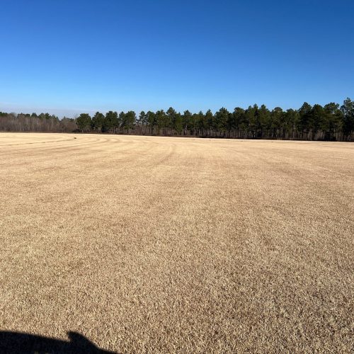 Varietà di tappeto erboso Innovation Zoysia Grass coltivata da Paradello