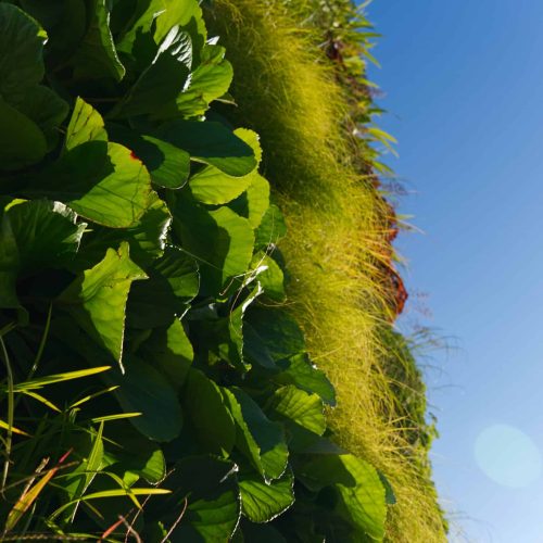 Dettaglio della copertura vegetale del progetto Terre Verticali Paradello